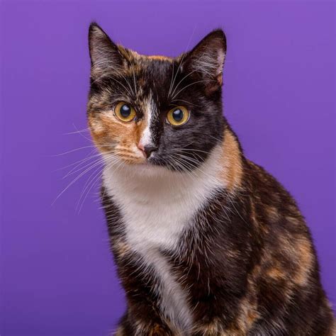 Cat Portraits Mark Hewitson Photography Of Thame Oxfordshire