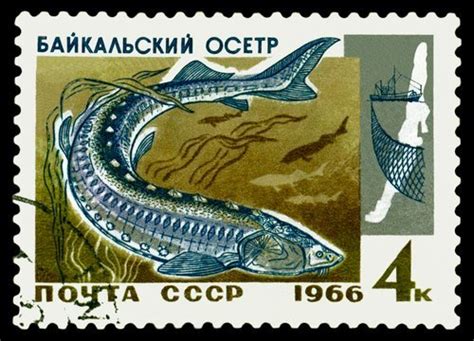 Rare Animals Of Lake Baikal