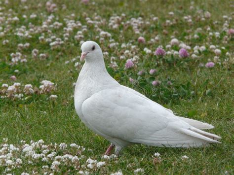 White Pigeon Stock Photo Image Of Ground Animal Feather 20803754