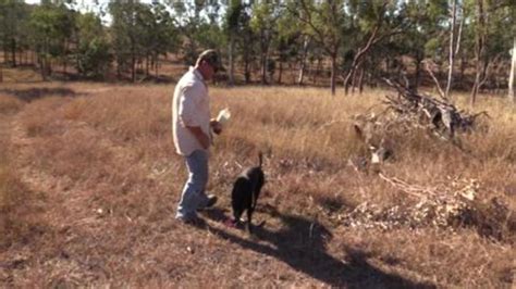 Wild Dog Baiting Campaign Set To Begin Townsville Bulletin