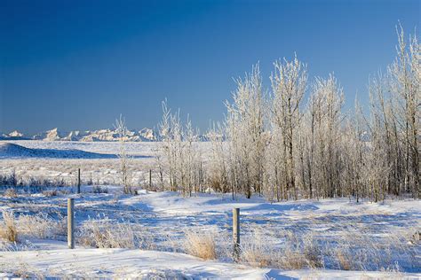 Frost Covered Trees In Snowy Field Photograph By Michael Interisano
