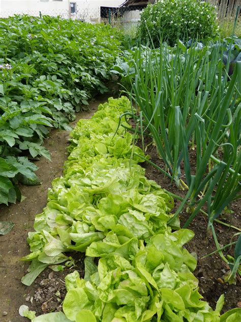 From sun to soil to picking crops, we've got you covered! Garden Intercropping: Tips On Interplanting And Intensive ...