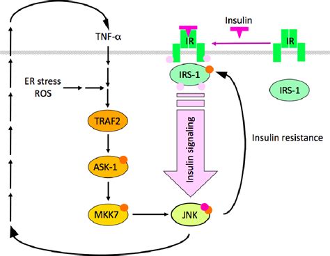 figure 3 from the role of the c jun n terminal kinase jnk pathway in insulin resistance