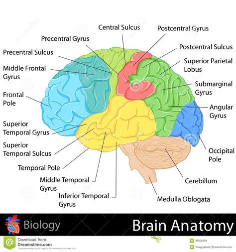 Anatomy Of Brain Diagram Map Of Body