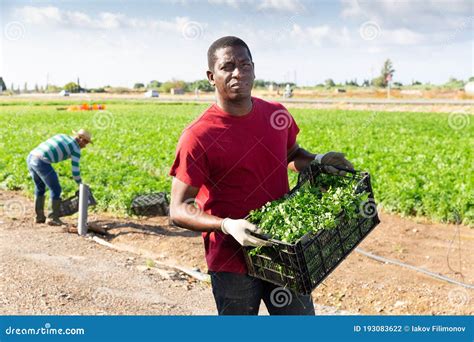 African American Farm Worker With Box Of Picked Parsley Stock Photo