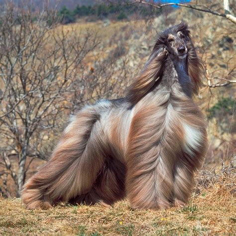 Long Hair Dog Breed Clearance Discount Save 67 Jlcatjgobmx