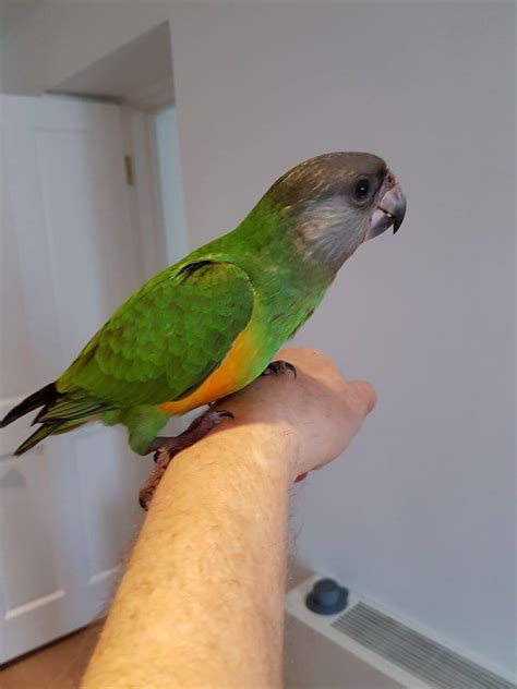 Baby Pet Parrots