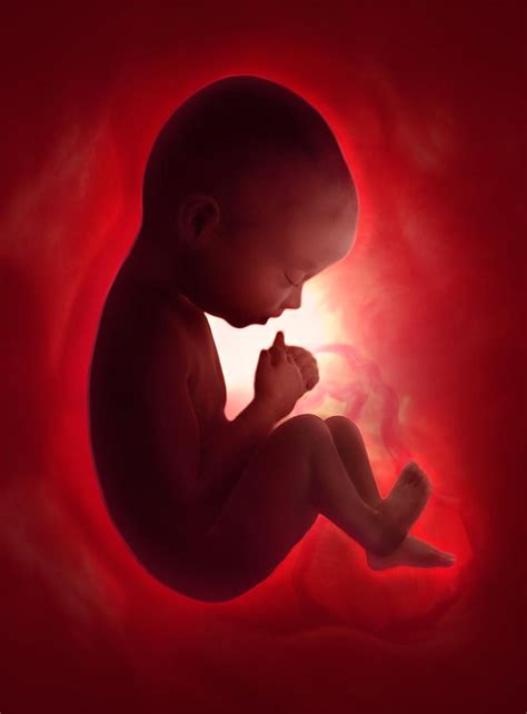 Human Foetus In The Womb Artwork Photograph By Jellyfish Pictures