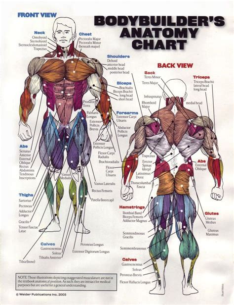 There are around 650 skeletal muscles within the typical human body. Anatomy Chart | Fitness/Motivation | Muscle groups to workout, Bodybuilding motivation, Olympia ...