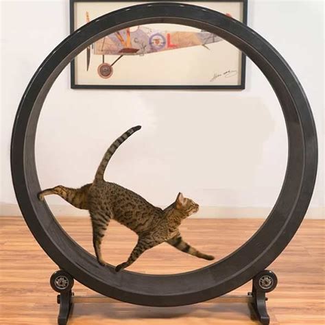 Build an exercise wheel for your cat! Found on Google from quora.com | Cat exercise wheel diy, Cat exercise, Cat exercise wheel