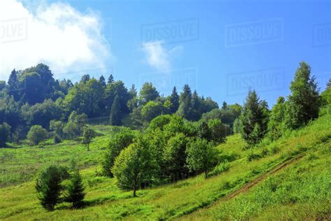 Summer Sunny Hillside Country Road In The Thick Green Grass Different