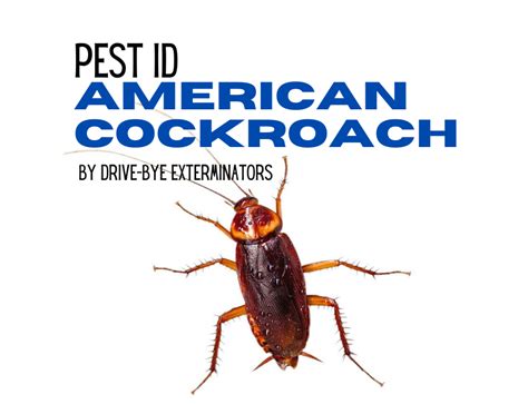 Pest Id Archive Page 5 Of 6 Drive Bye Pest Exterminators