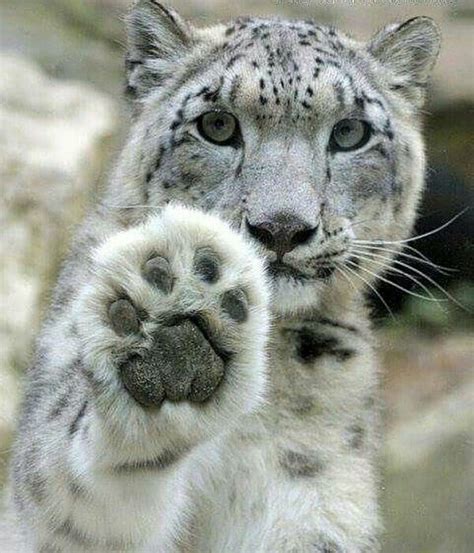 Hi Snow Leopard Cute Animals Animals Animals Beautiful