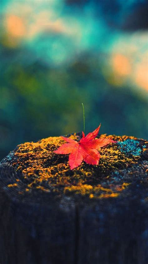 The Best Fall Or Autumn Themed Wallpapers For Iphone 5s