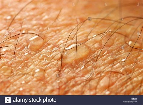 Skin Pore High Resolution Stock Photography And Images Alamy