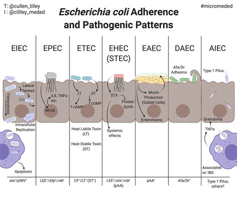 Pathogenicity And Adherence Of E Coli — Pathelective
