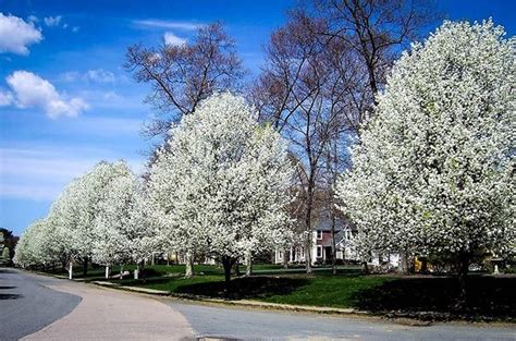 For shade from that michigan summer sun, we suggest american elm, the cleveland pear, or one of our many maple trees. Cleveland Flowering Pear Tree For Sale Online | The Tree ...