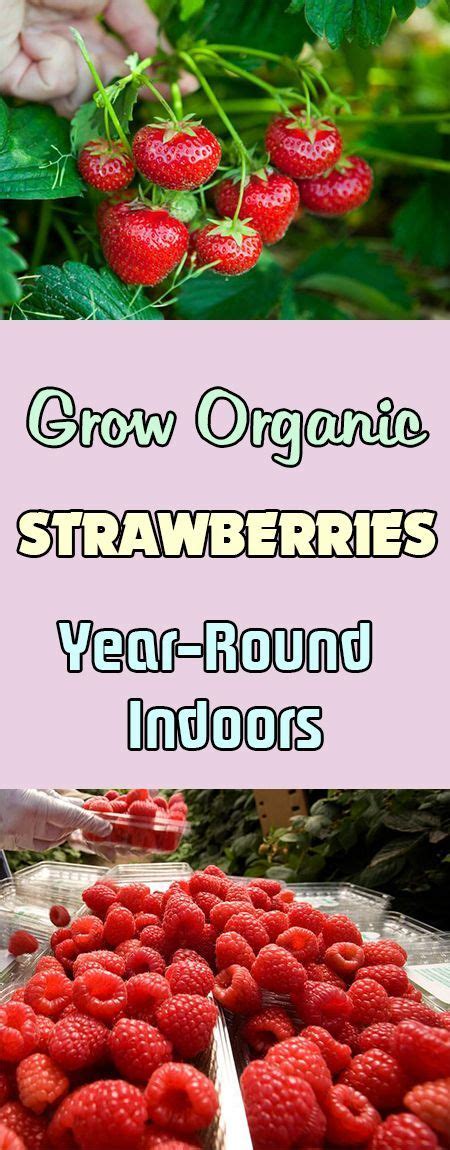 In bloom, this plant creates a blizzard in a pot. How to Grow Organic Strawberries Year-Round Indoors ...