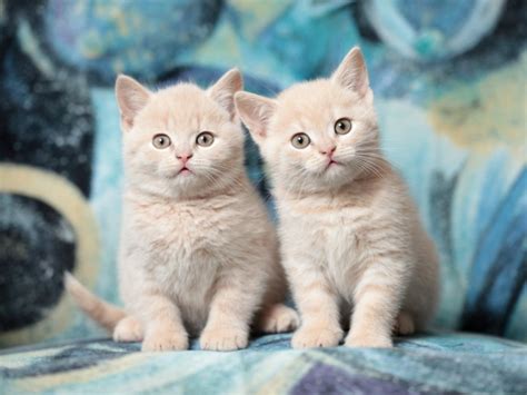 Two Cute Little Red Kitten Wallpapers And Images
