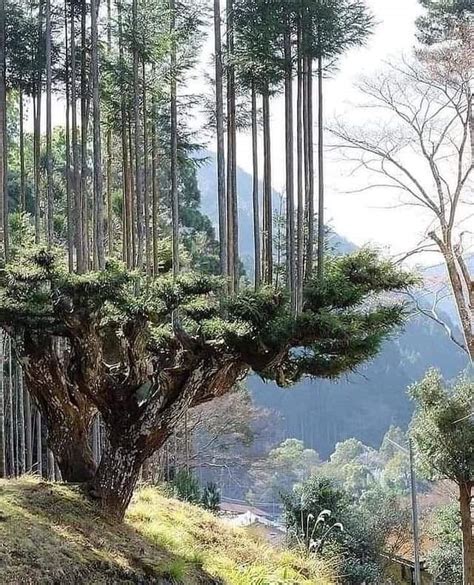 The Japanese Have Been Producing Wood For 700 Years Without Cutting