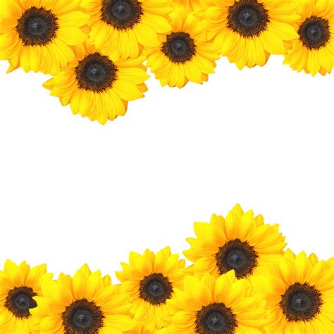 Free Download Sunflower Border Design Sunflower Border Design