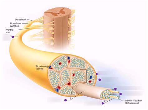 Lab Cross Section Of Peripheral Spinal Nerve Diagram Quizlet