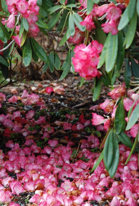 Our design artist has over 20 years of experience with. Pink petal carpet, Mendocino Botanical Gardens | Pink ...
