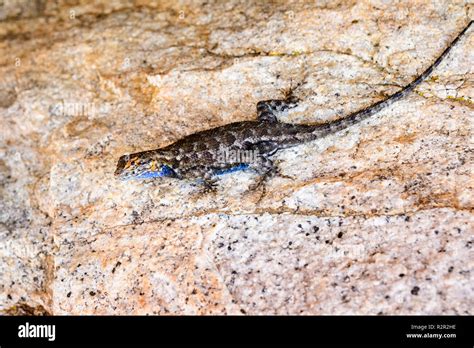 Blue Bellied Lizard Sceloporus Occidentalis Resting On A Granite Rock