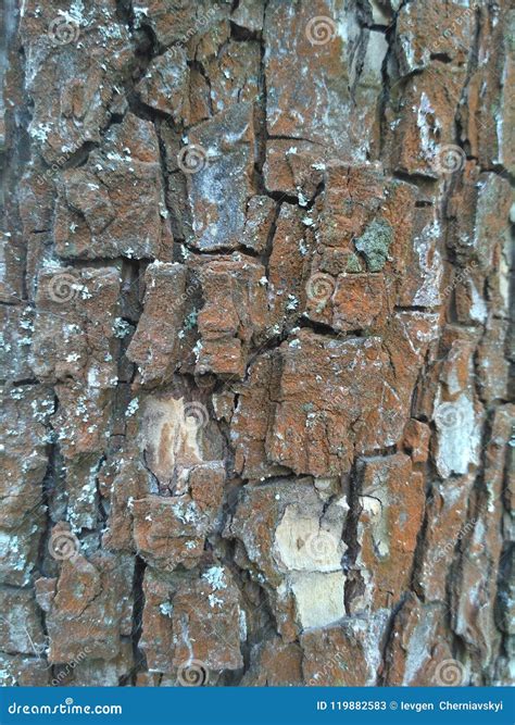 Old Pear Tree Bark Texture Stock Image Image Of Pear 119882583