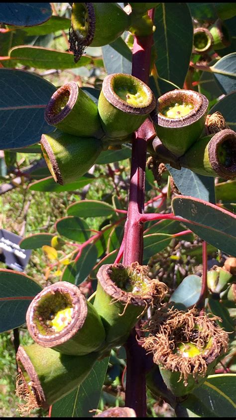Check spelling or type a new query. UC Santa Cruz Arboretum | Flowers, Arboretum, Plants