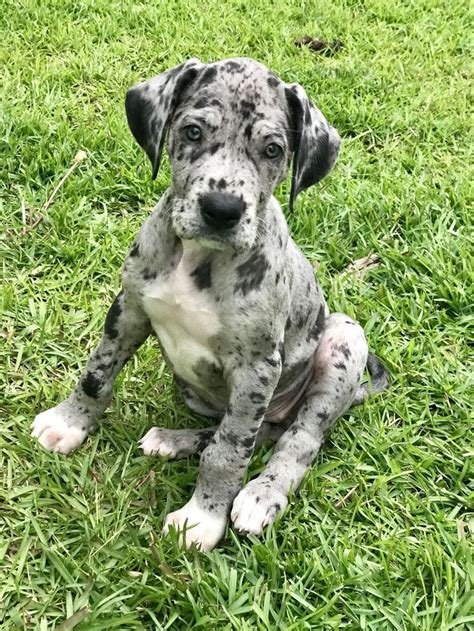 Great Dane Puppies Colorado Great Dane Puppy 7 Weeks Old For Sale In