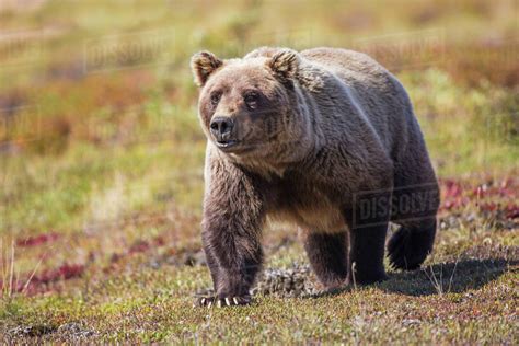 Female Grizzly Bear Walks Across The Tundra In Denali National Park