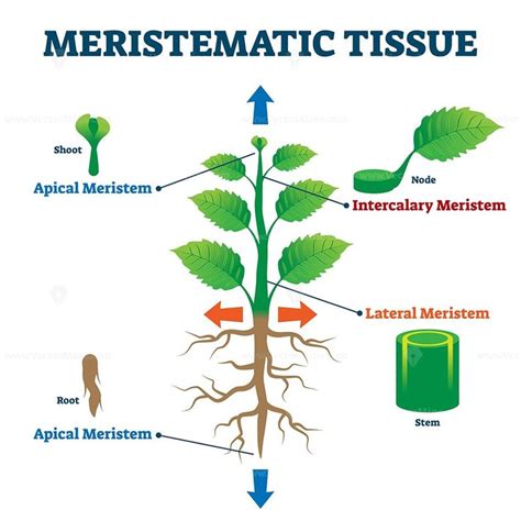 Meristematic Tissue Vector Illustration Vector Illustration