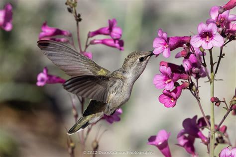 Hummingbird Photography Dean Salman Photography