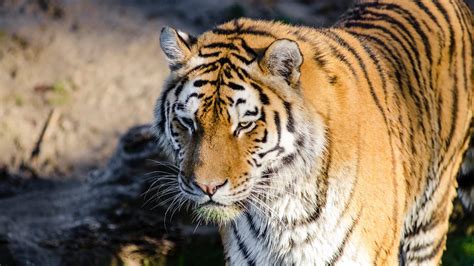 Siberian Tiger At Zoo