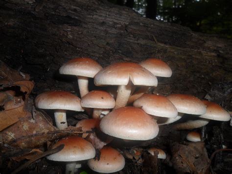 Fall Mushrooms Of Ohio And Id Request Mushroom Hunting And