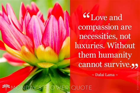 Mondays Flower Quote We All Want Love And Compassion Even Though