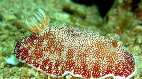 Sea Slug Grows New Penis After Sex Scoop News Sky News