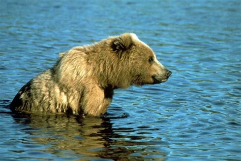 Free Picture Brown Bear Relaxes Shallow Water