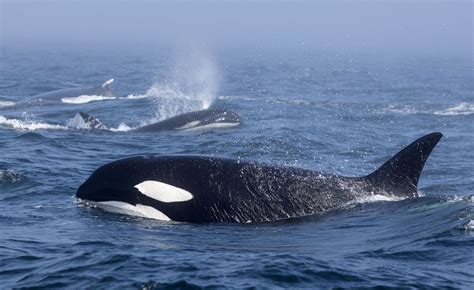 15 Orca Whales 2 Humpback Whales Spotted Fighting In Pacific Ocean