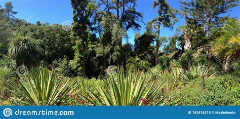Subtropical Garden Wide View Nature Landscape With Various Plants In