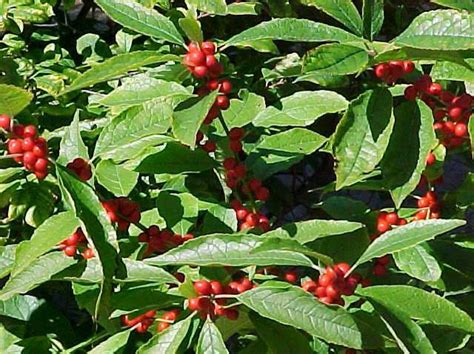 Ilex Verticillata ‘winter Red Kiefer Nursery Trees Shrubs Perennials