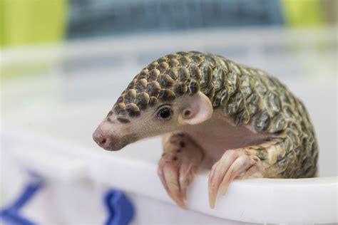 A baby pangolin has been rescued and nursed back to health after the endangered animal was the male pangolin, later named hope, was not expected to survive at first but rescuers were able to. Could Vietnam win the battle to save the pangolin? | 1843 ...