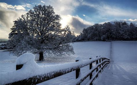 2560x1440px Free Download Hd Wallpaper Fence Winter Territory