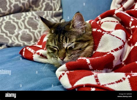 A Cute Tabby Kitten Sleeping Under Her Blanket Stock Photo Alamy