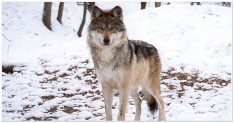 Federal Rule Expanding Range Of Mexican Gray Wolves Finalized Knau