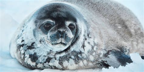 Ringed Seal National Wildlife Federation