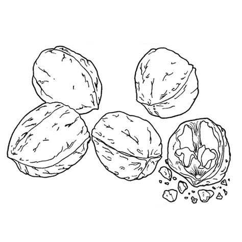 Nuts Coloring Page at GetColorings.com | Free printable colorings pages