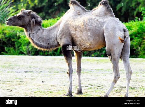 Two Humped Bactrian Camel Stock Photo Alamy