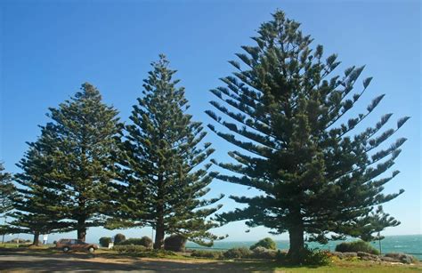 7 Common Types Of Pine Trees In Australia Progardentips